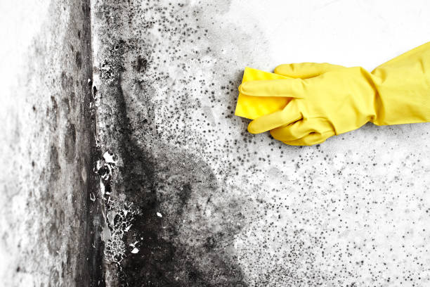 Best Black Mold Removal  in Hartford, SD